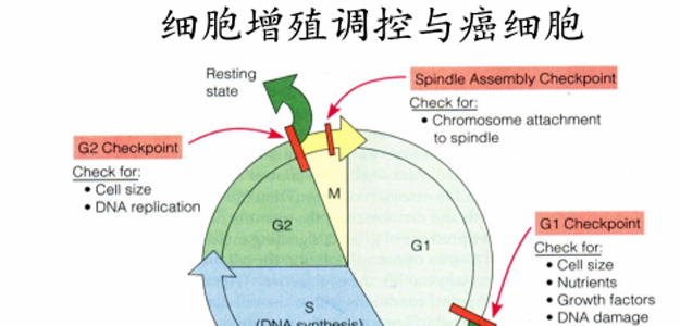 07_细胞增殖调控与癌细胞