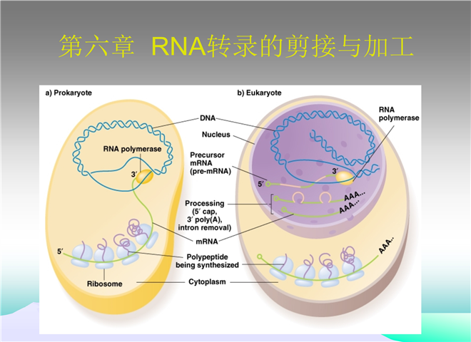 05_RNA的剪接