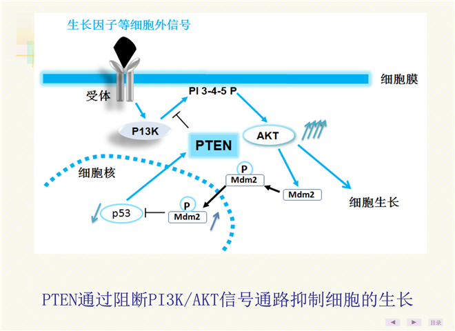 pi3k/akt信号通路与肿瘤关系的研究进展